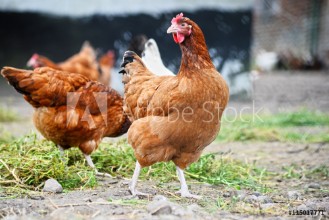 Image de Chickens in free range